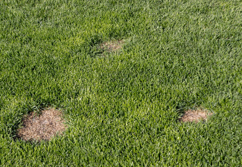 Lawn has suffered damage from a disease or pet.